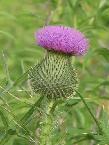 Bull Thistle