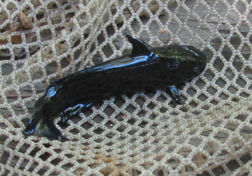Bullhead Catfish