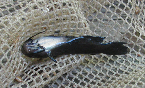 Bullhead Catfish