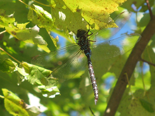 Canada Darner Dragonfly