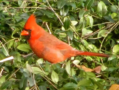 Cardinal