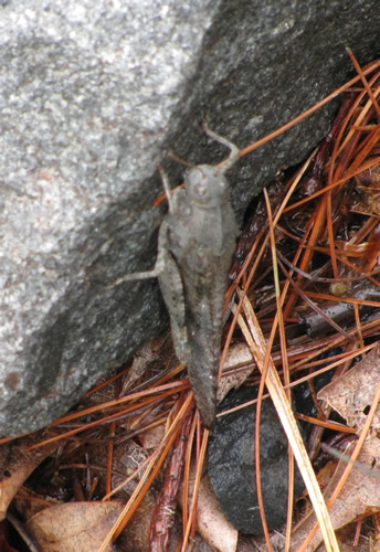 Carolina Locust