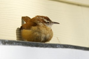 Carolina Wren