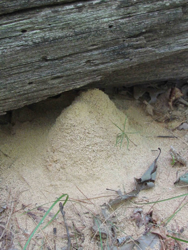 Carpenter Ant "Frass"