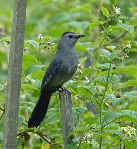 Gray Catbird