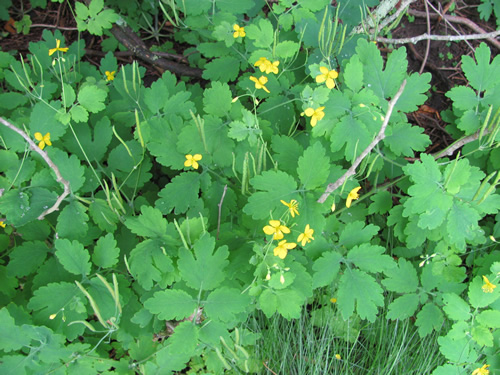 Celandine