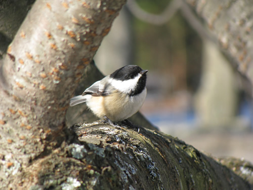 Black-capped Chickadee