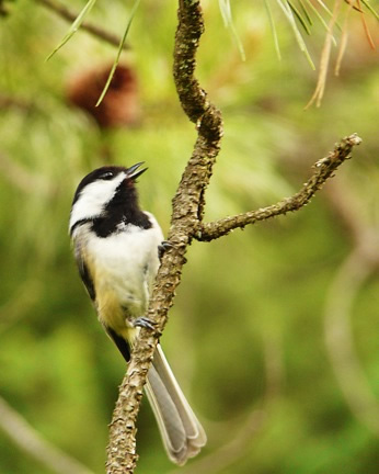 Black-capped Chickadee