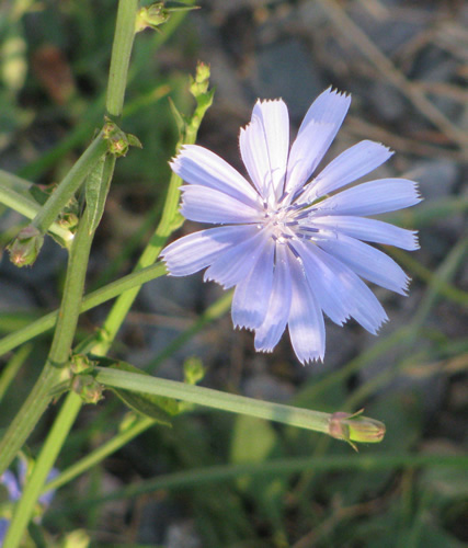 Chicory