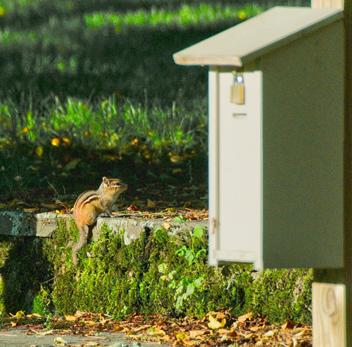 Chipmunk