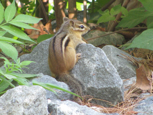 Eastern Chipmunk