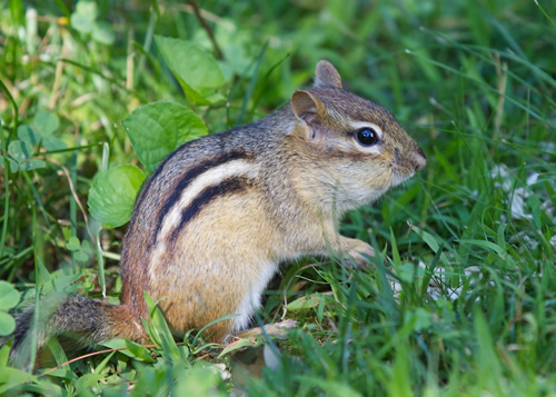 Eastern Chipmunk