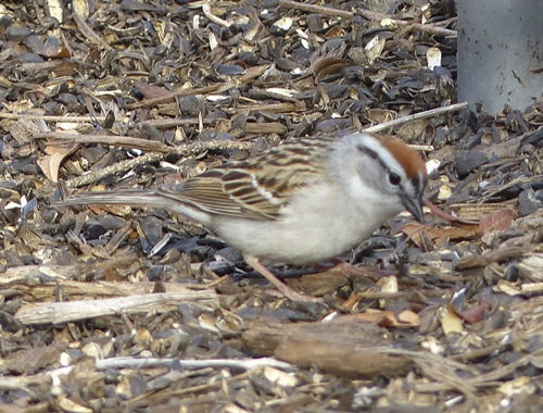 Chipping Sparrow