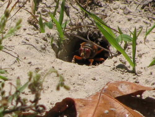 Cicada Killer Wasp