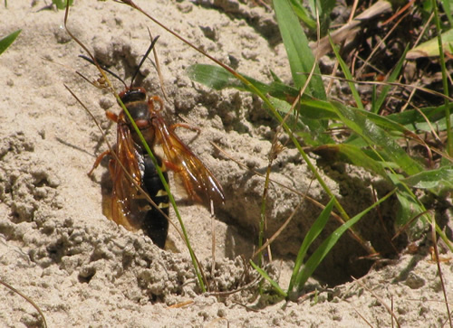 Cicada Killer Wasp