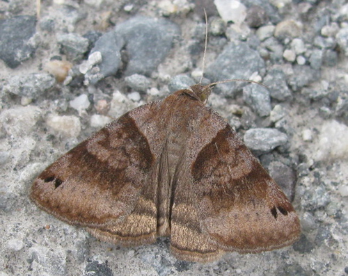 Clover Looper Moth