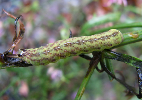 Cobbler Moth