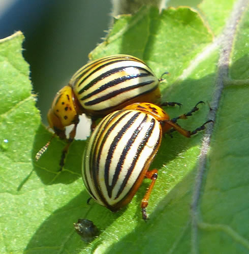 Colorado Potato Beetle