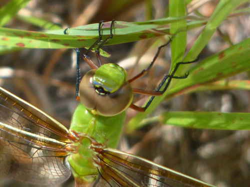 Common Green Darner Dragonfly