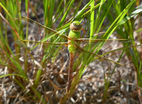 Common Green Darner Dragonfly