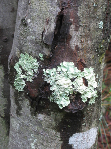 Common Greenshield Lichen