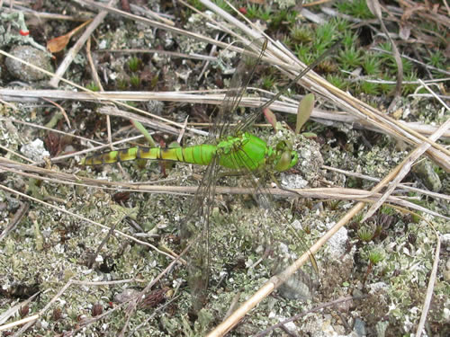 Common Pondhawk Dragonfly