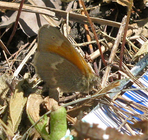 Common Ringlet Butterfly