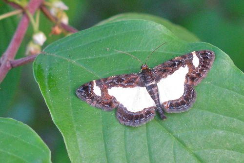 Common Spring Moth