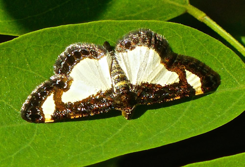 Common Spring Moth