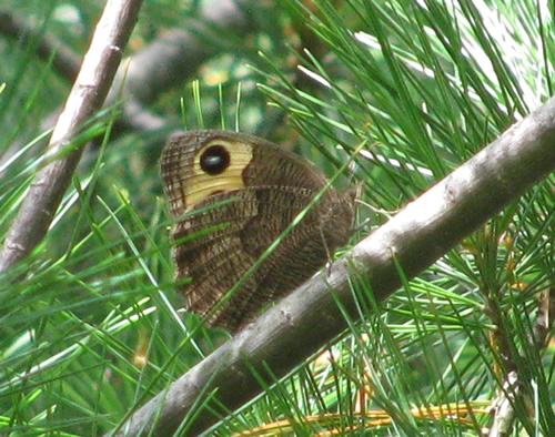 Common Wood Nymph Butterfly