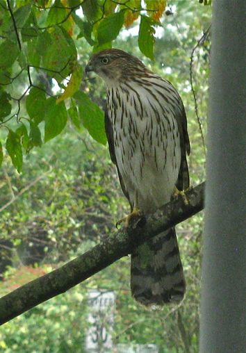 Cooper's Hawk