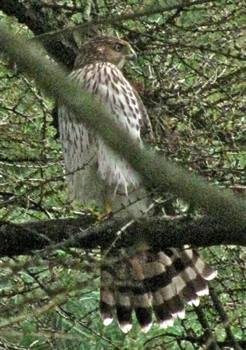 Cooper's Hawk