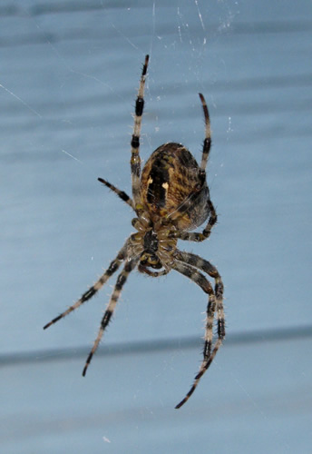 Cross Orbweaver Spider