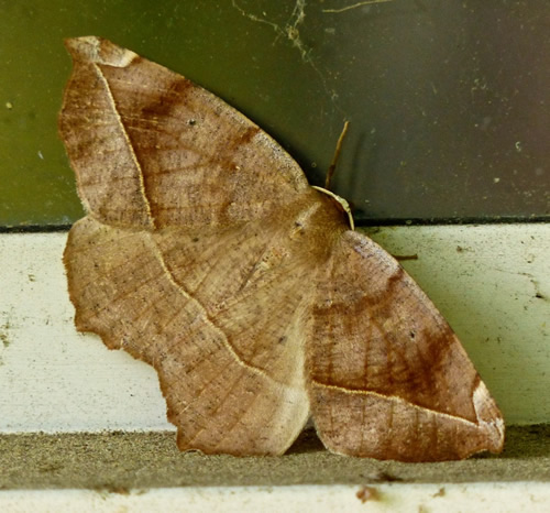 Curve-Toothed Geometer Moth