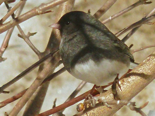 Dark-Eyed Junco