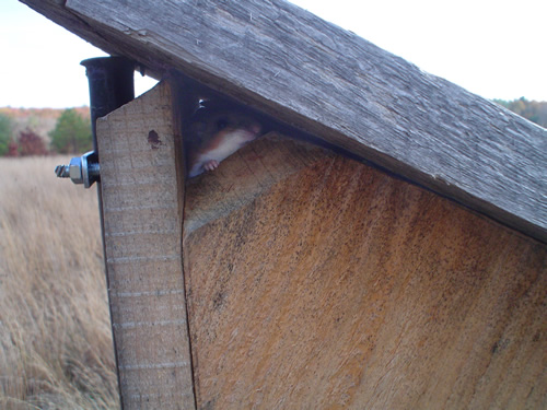 Deer Mouse