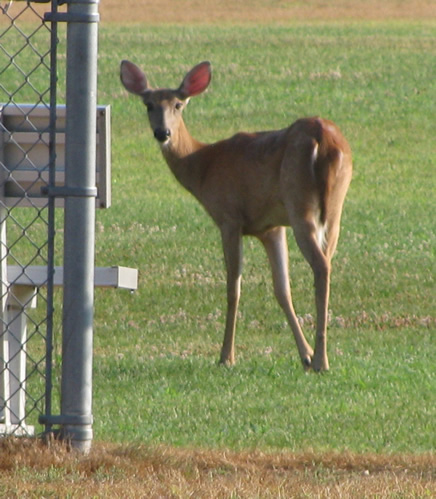 Whitetail Deer