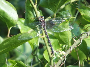 Delta-Spotted Spiketail Dragonfly