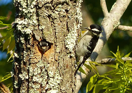 Downy Woodpecker