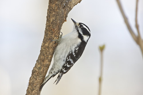 Downy Woodpecker