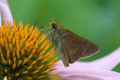 Dun Skipper