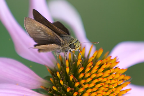 Dun Skipper