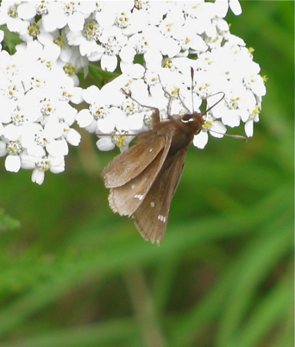 Dusted Skipper Butterfly