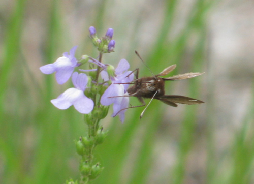 Dusted Skipper Butterfly