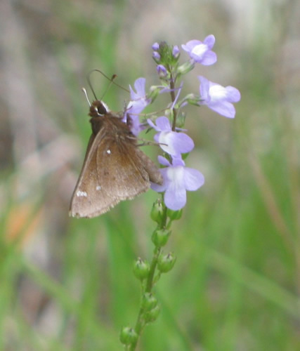 Dusted Skipper Butterfly