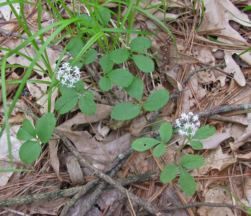 Dwarf Ginseng