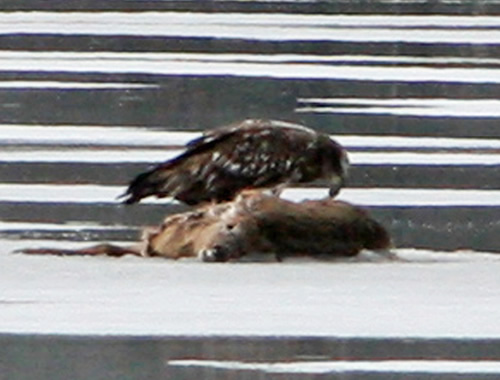 Bald Eagle & Deer