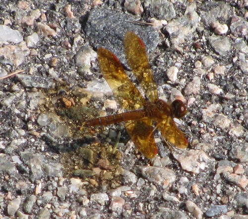 Eastern Amberwing Dragonfly