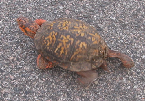 Eastern Box Turtle