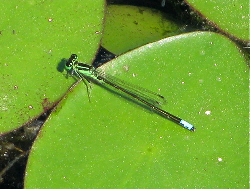 Eastern Forktail Damselfly